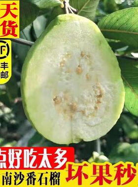 现货现发白心芭乐爽5斤送酸梅粉