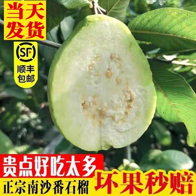 南沙番石榴新鲜现摘口感多汁10斤