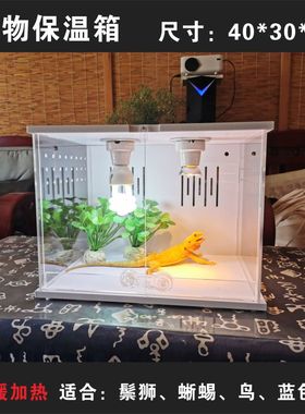 鬃狮蜥蜴蓝舌睫角豹纹R属肥尾守宫迷你单抽恒温箱保温鸡鹦鹉育雏