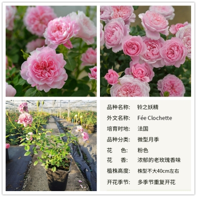 新品中苗|铃之妖精可爱多浪漫宝贝月季花苗四季浓香阳台庭院花卉