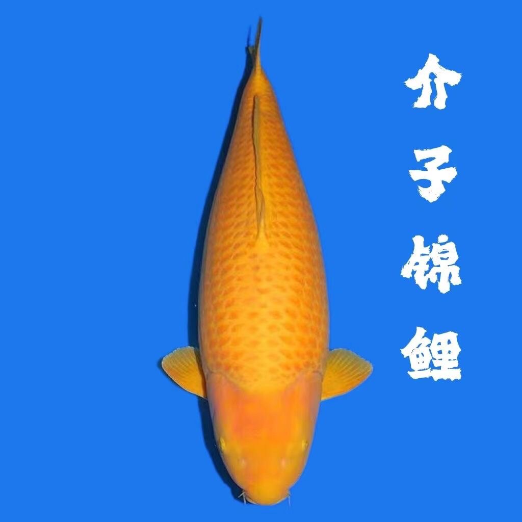 小西芥子锦鲤黄赤目介血统纯正冷水淡水鱼亲人好养大型