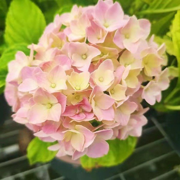 大花绣球花苗盆栽花卉植物室内好养的花四季开花不断无尽夏易成活 微淘网 微券宝app官网