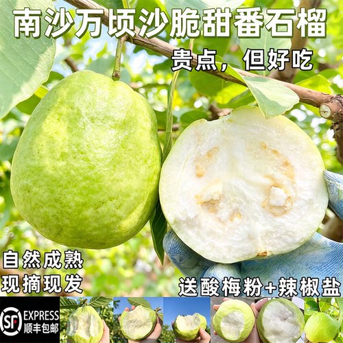 顺丰包邮南沙白心脆甜芭乐番石榴