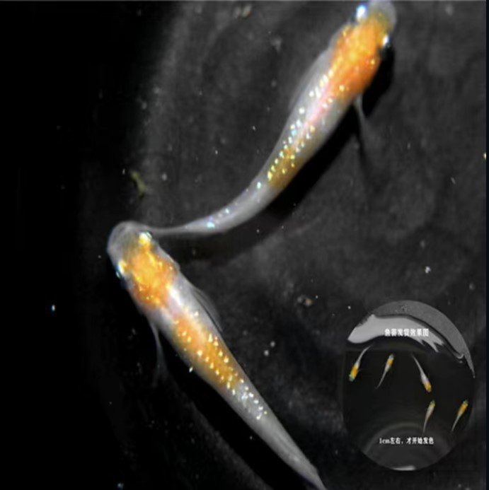 魔法鱼淘宝天猫优惠券大全 品牌精品汇聚 价格大全移动版 最宠网