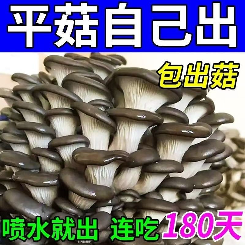 自种家种蘑菇菌包菌菇种植包平菇香菇磨菇种菌种可食用蘑菇