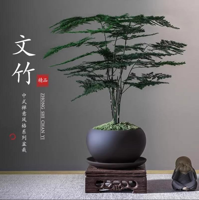 文竹造景花盆盆栽植物室内花卉盆景客厅办公室桌面小绿植好养云竹