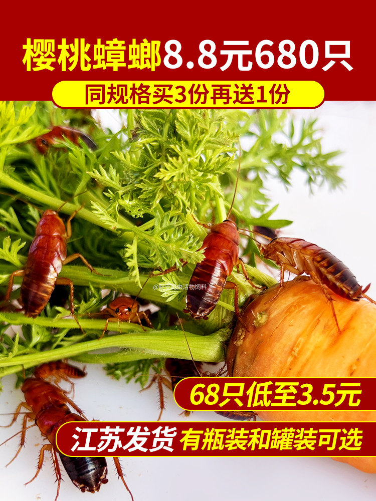 樱桃红蟑螂 樱桃蟑螂 爬宠 昆爬虫/鸣虫食物