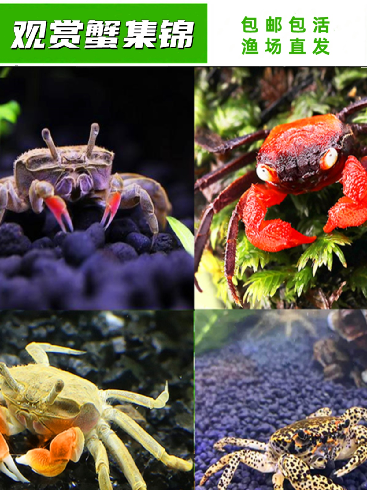 包邮迷你辣椒蟹 深水蟹观赏蟹 豹点蟹 相手蟹蝴蝶蟹 淡水宠物螃蟹