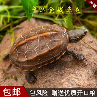 中华草龟乌龟活物杂食长寿龟观赏宠物小乌龟苗好养可家养的金线龟