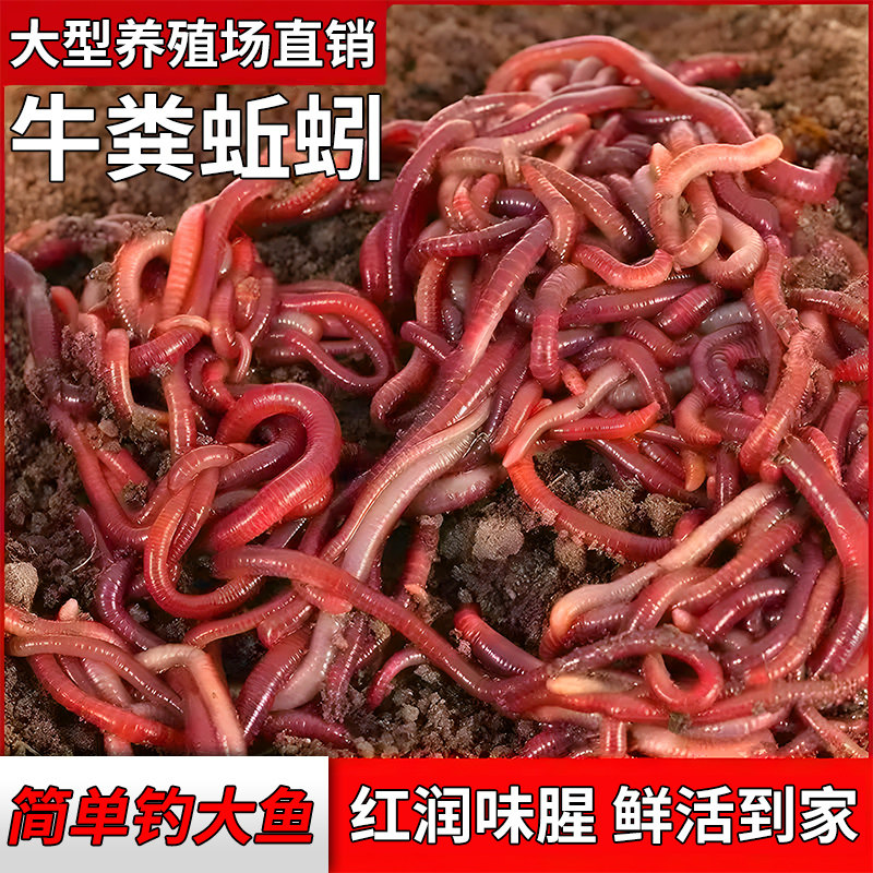 牛粪蚯蚓活鱼饵大中小号蚯蚓盒装活饵/谷麦饵等饵料
