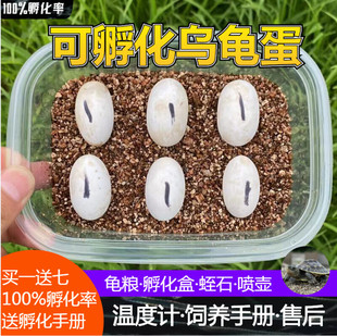 乌龟蛋可孵化包出壳中华草龟火焰龟花龟蛋鳄龟蛋龟受精蛋孵化乌龟