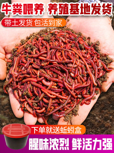 红虫钓鱼活饵活体垂钓散装蚯蚓