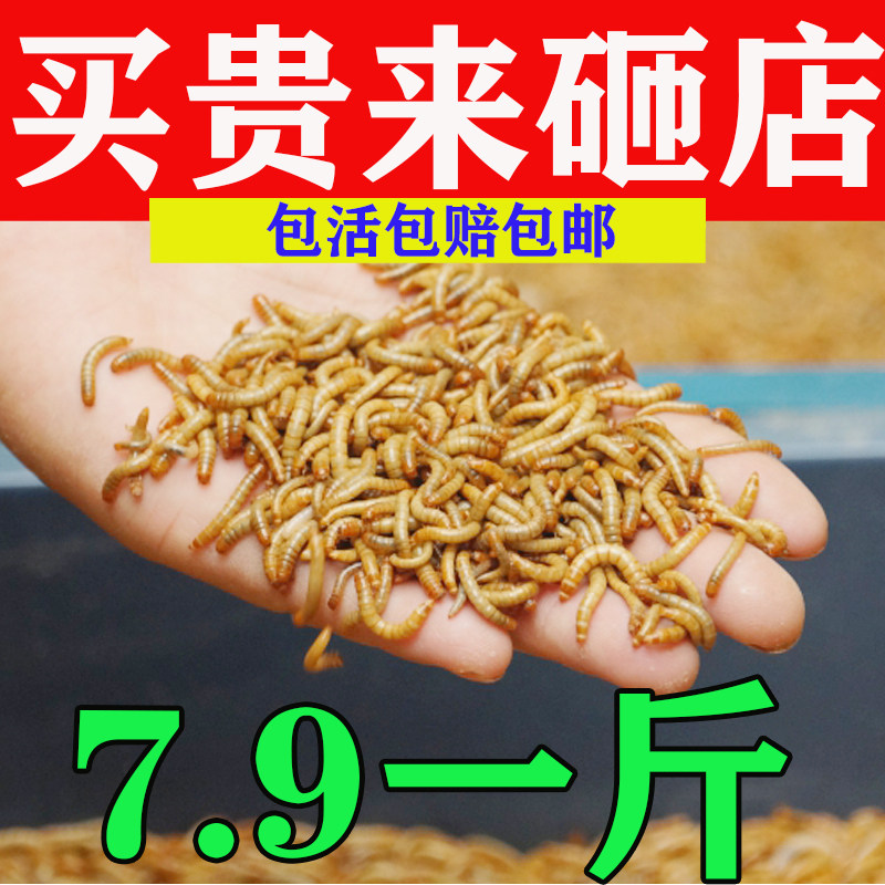 面包虫活虫黄粉虫活体虫子蝎子仓爬虫/鸣虫食物