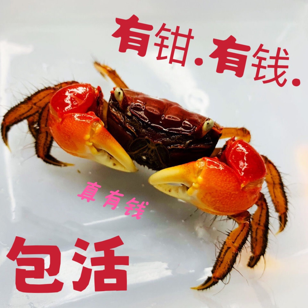 观赏蟹活体螃蟹宠物蟹水族箱水草活体蟹迷你辣椒蟹将军蟹相手蟹