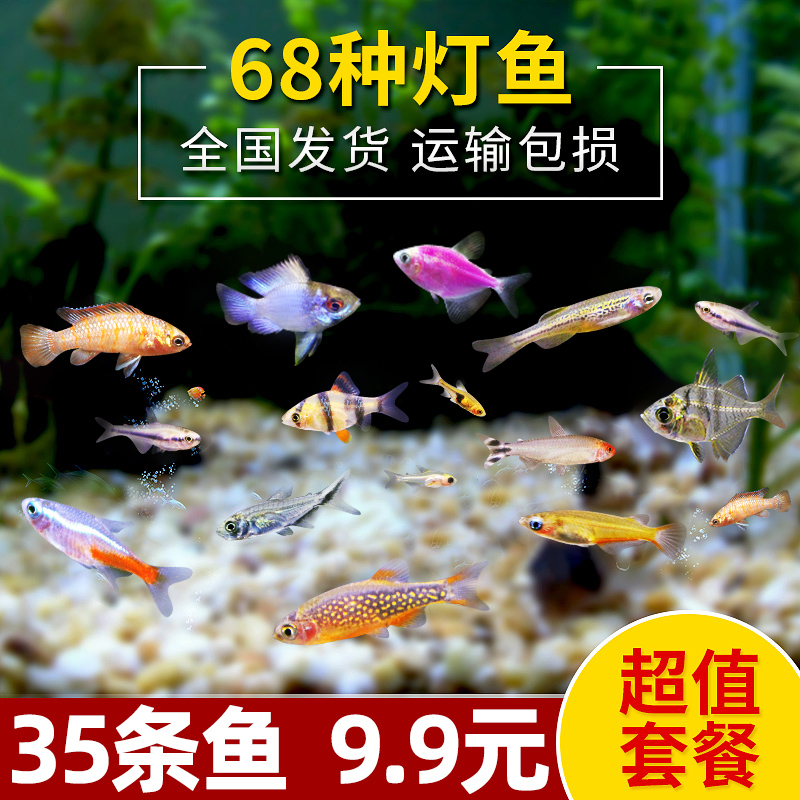 热带淡水活体观赏宠物鱼小型宝莲灯斑马红绿灯孔雀群游鱼苗灯科鱼