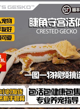 睫角守宫活体睫角幼苗包活R属宠物新手爬宠奶油莉莉白家养吃果泥