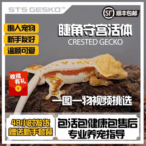 睫角守宫活体莉莉白新手友好包活