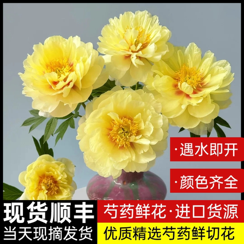 重瓣芍药鲜切花落日珊瑚8支送2支