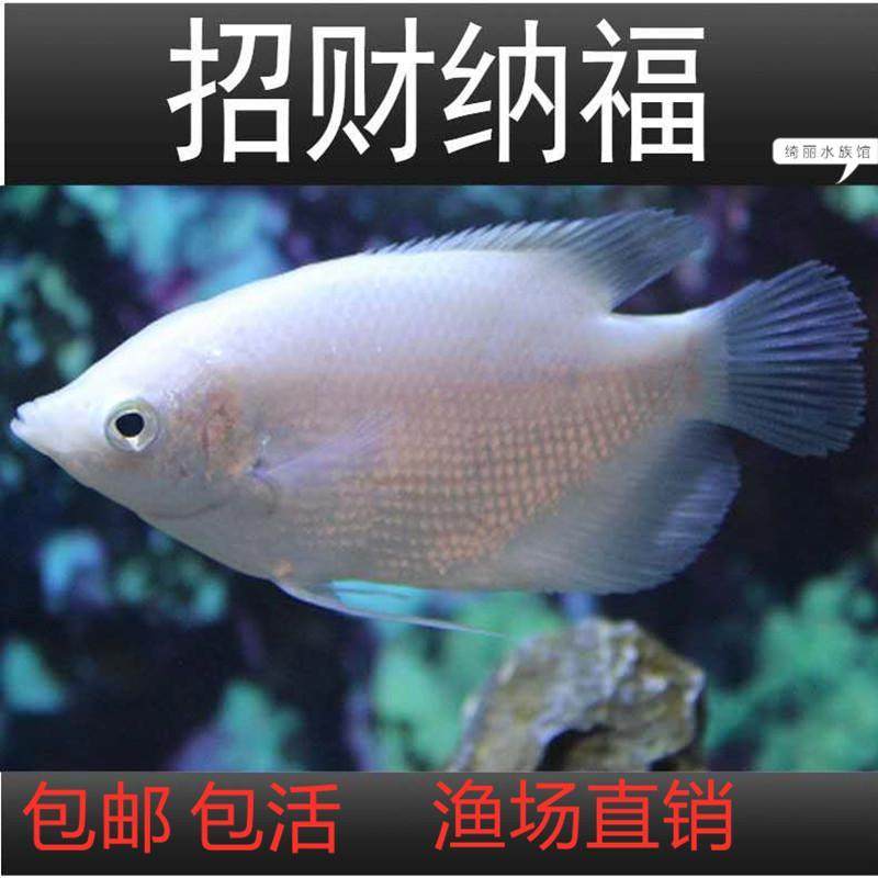 红眼招财鱼素材模板 红眼招财鱼图片下载 小麦优选