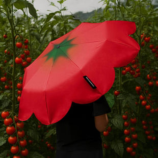Tomato西红柿折叠雨伞高颜值ins风晴雨两用伞创意设计便携遮阳伞