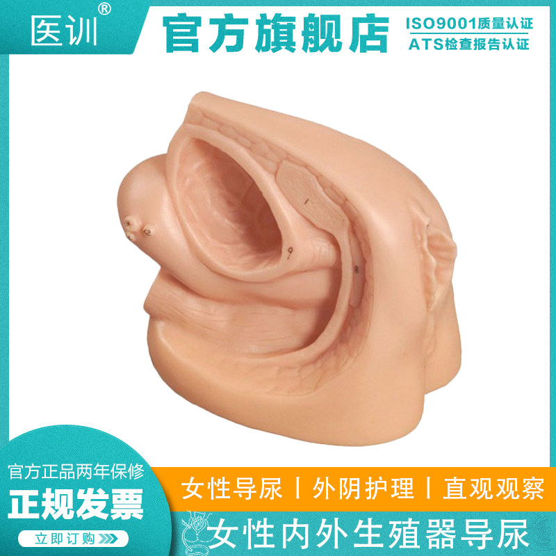 医训YX/D8女性内外生殖器及导尿模型直观女性导尿练习生殖器带数码标示属于什么档次？