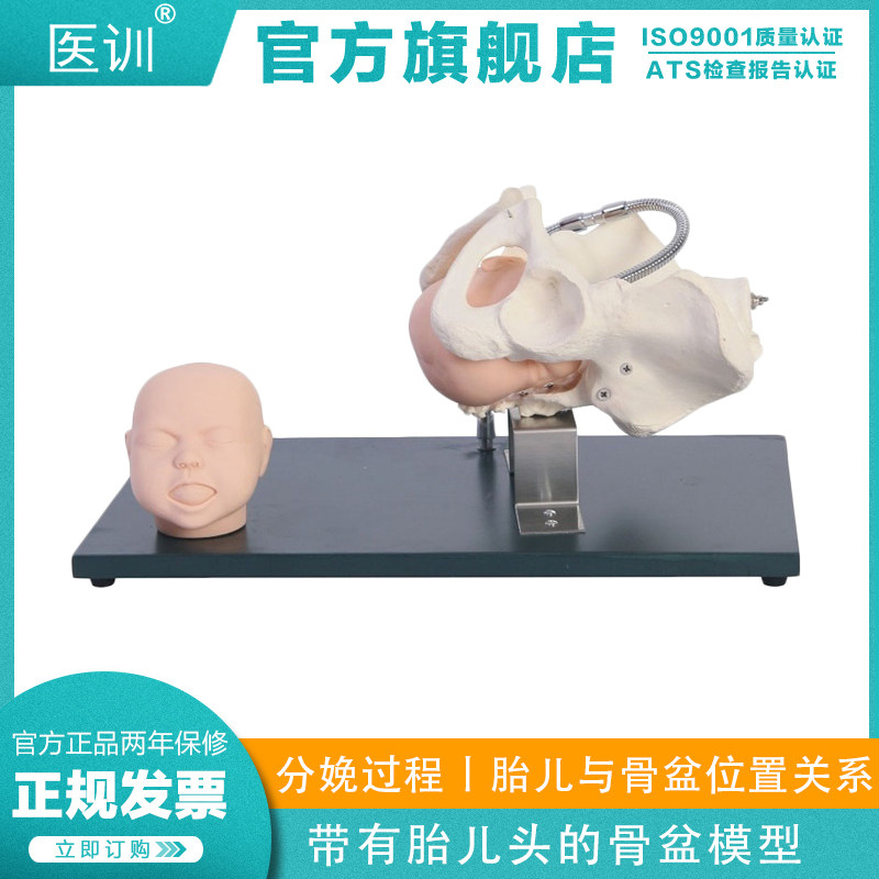 医训 YX/F23骨盆模型带有胎儿头颅缝前后囟门胎儿娩出产钳胎儿吸引器