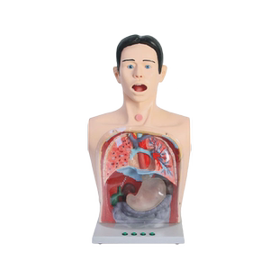 医训A2高级透明洗胃模型灯光警示系统经口鼻洗胃器洗胃法电动吸引洗胃法胃管洗胃法洗胃机洗胃法