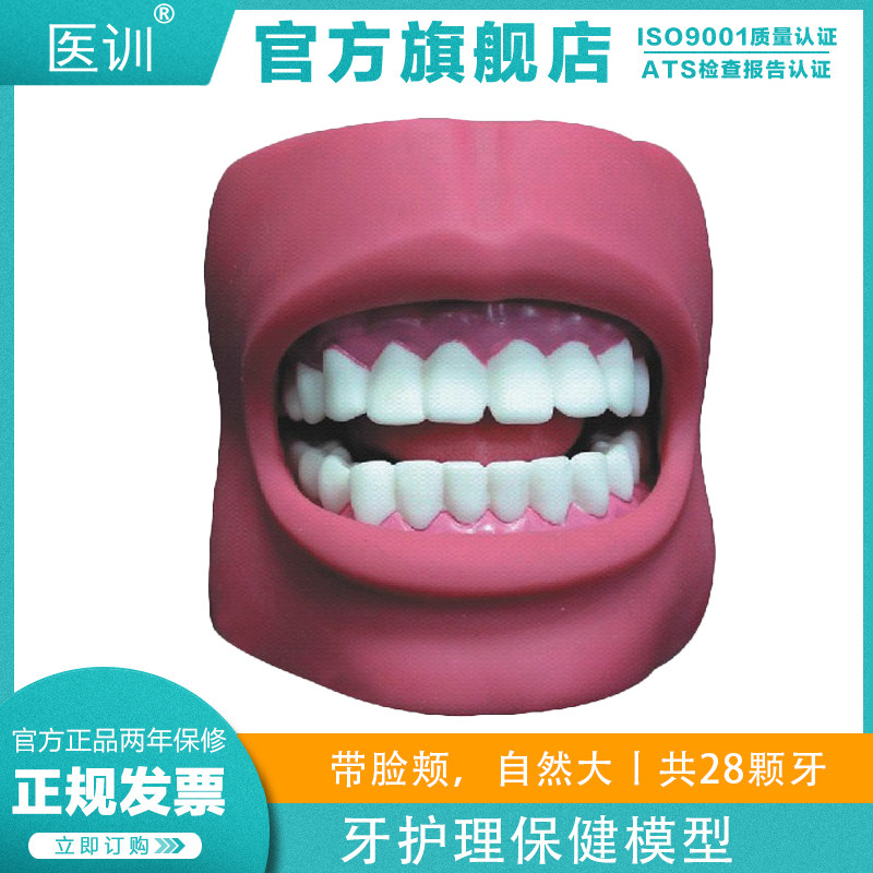 医训yx/k4牙护理保健模型(带脸颊自然大)口腔护理模具