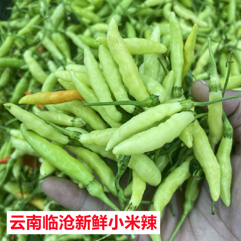 云南小米辣临沧特产耿马孟定小辣椒白米辣新鲜朝天椒特辣野山椒