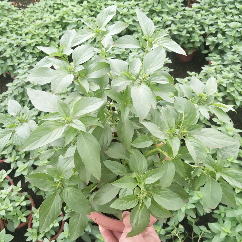 九层塔 盆栽 食用香草植物金不换罗勒叶新鲜鱼香草苗香料薄荷盆栽
