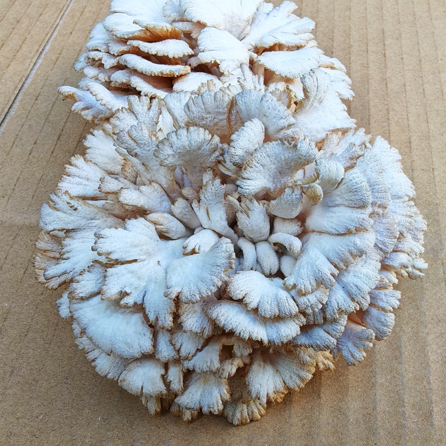 新鲜白参菌云南特产白蘑菇食用菌