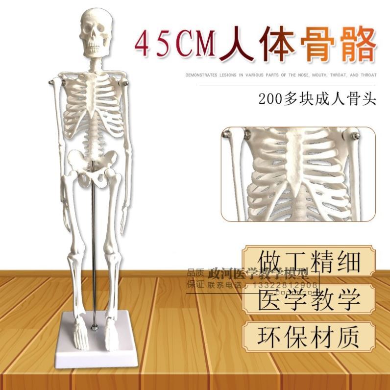 架标本玩具人体骨骼模型4示cm d髅骼骨 头人体解剖关节5教模具