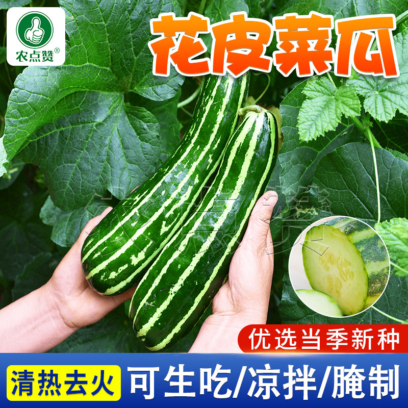 脆瓜学名叫什么,山东脆瓜是一种什么瓜,兴化水瓜学名叫什么(第3页)_大山谷图库