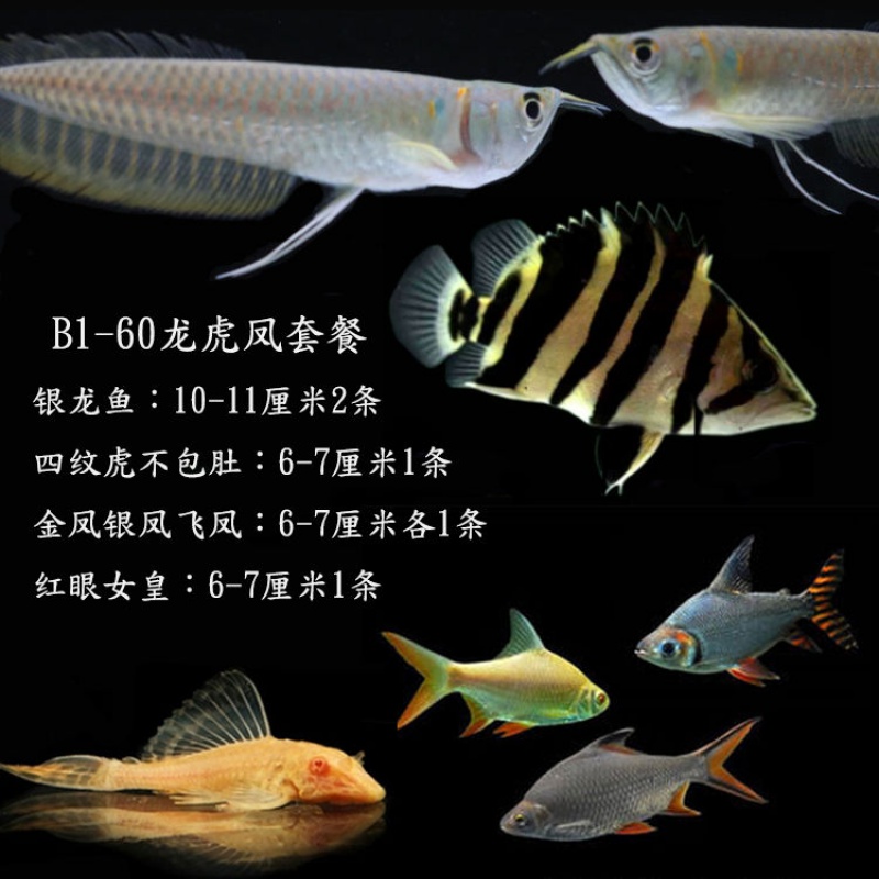 水族鱼缸观赏鱼热带鱼龙鱼虎鱼飞凤组合混养鱼淡水鱼