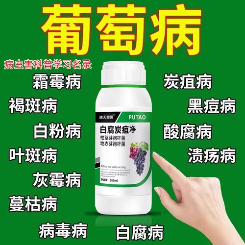 葡萄炭疽病软腐病霜霉病