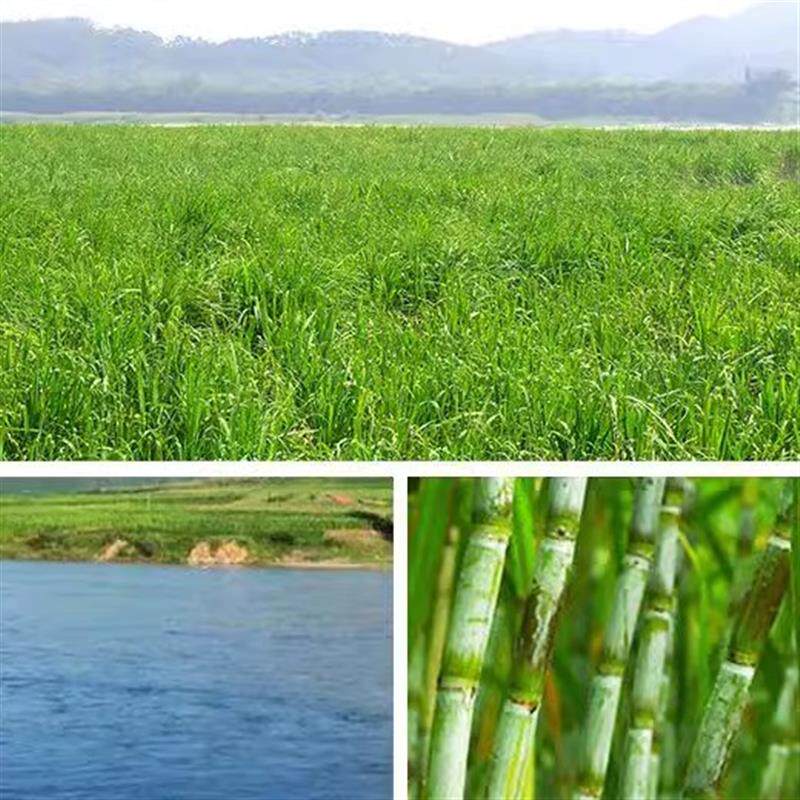 正宗惠州特产观音阁黑糖牌甘蔗红糖食糖粉5斤糕奶茶饮品烘焙