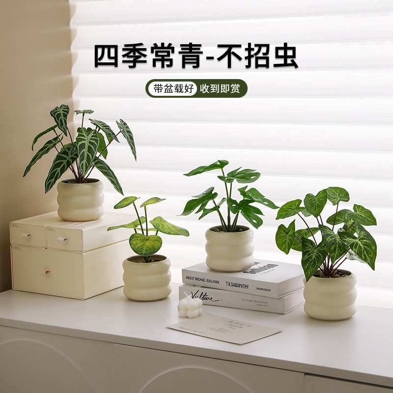 北欧ins九里香室内小盆栽摆件