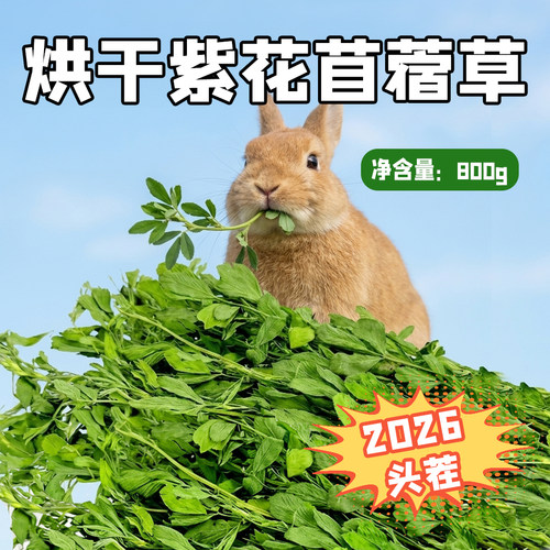 优质紫花苜蓿草兔子龙猫高蛋白