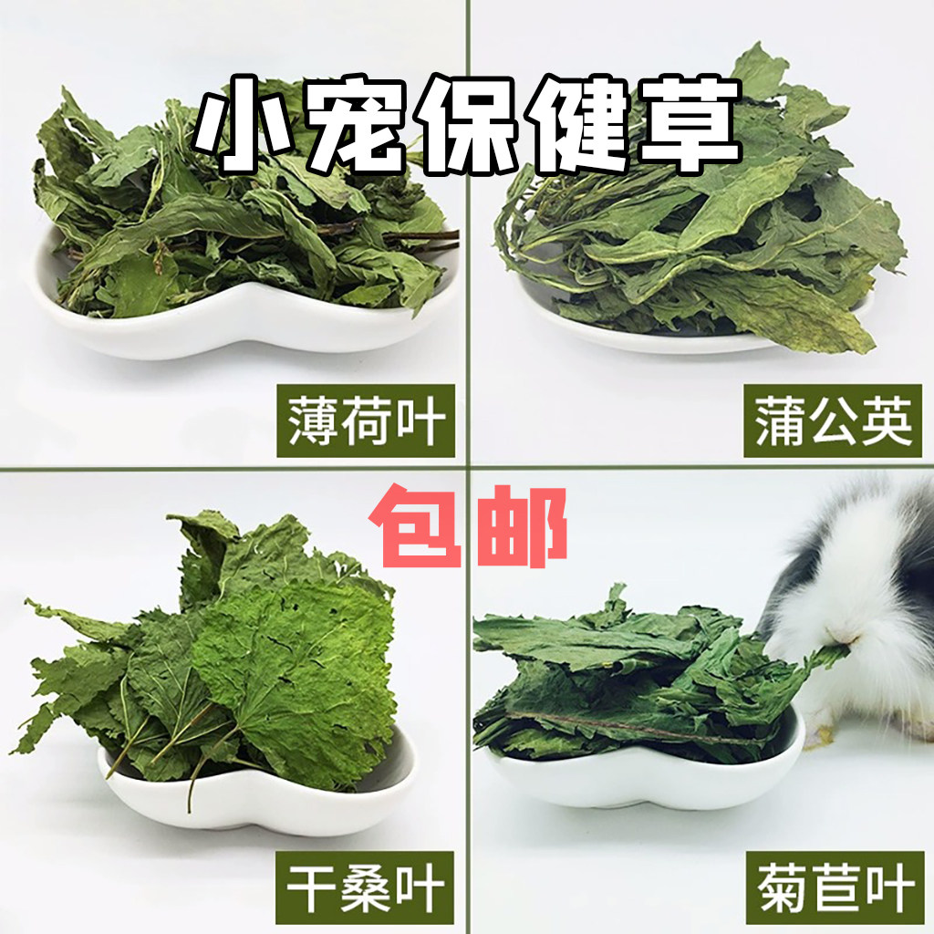 保健草清热去火蒲公英菊苣叶