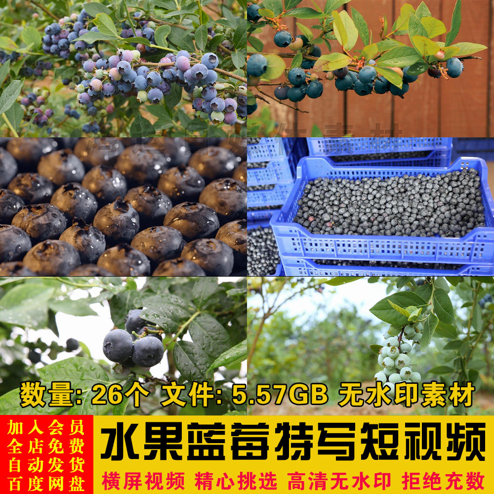 高清水果蓝莓果园采摘成熟蓝莓树上果实特写片段二次剪辑视频素材