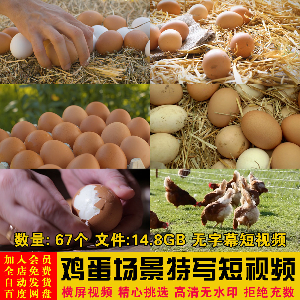 高清农家农村土鸡蛋笨鸡蛋草鸡蛋场景特写镜头抖音短视频剪辑素材