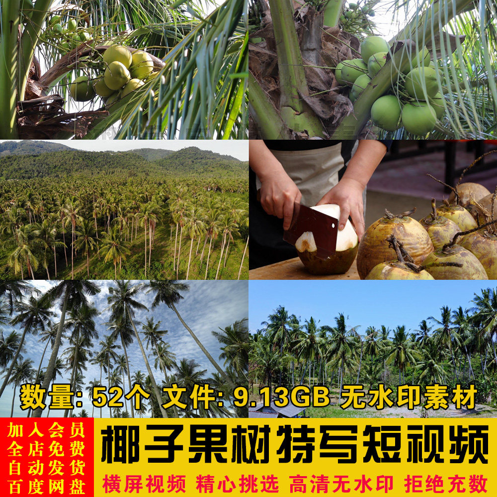 高清热带海岛椰子树椰果椰林椰子种植园特写二次剪辑短视频素材