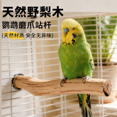 高能鹦鹉野梨木秋千解闷磨爪站杆