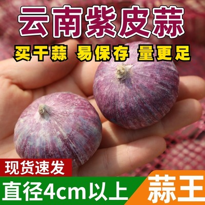 云南高原紫皮独蒜头10斤特大果