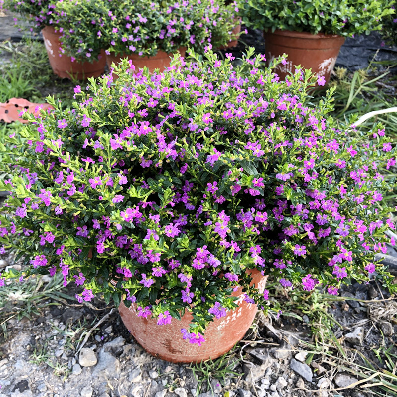 好四季室内花卉不断开花耐热植物盆栽易庭院花苞花苗满天星养活