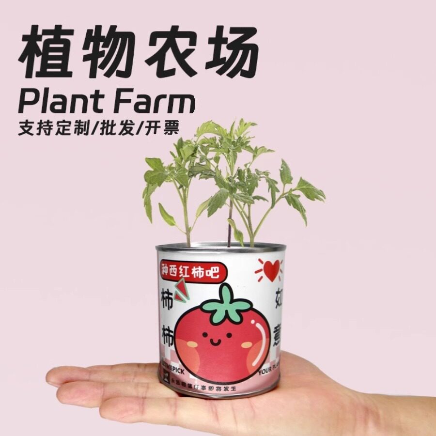 网红罐装种植小盆栽面罐头幸运草向日葵小花农绿企业学校番茄罐头
