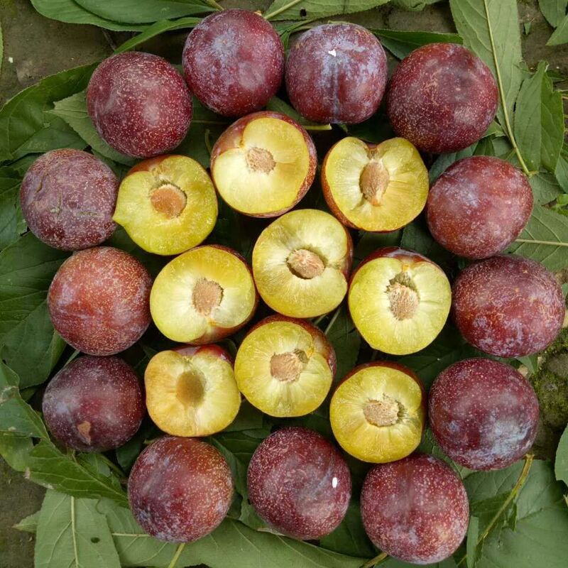 四川汶川脆红李包邮整箱新鲜水果