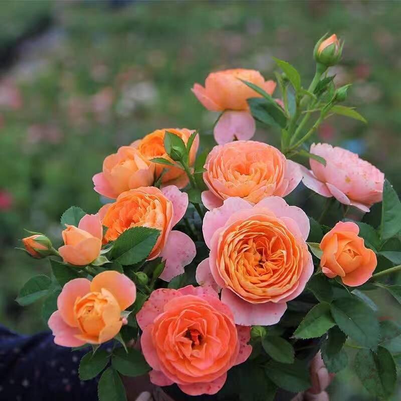 植物蔷薇果多少钱 植物蔷薇果优惠券免费领取 有条鱼