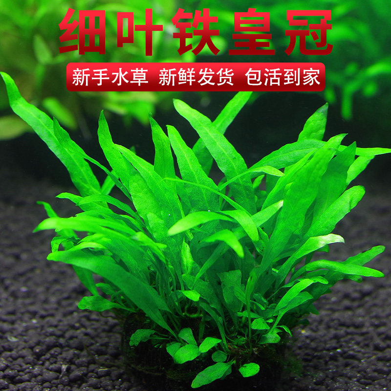 细叶铁皇冠坨草新手易养懒人造景水草阴性中后景鱼缸装饰入缸成景