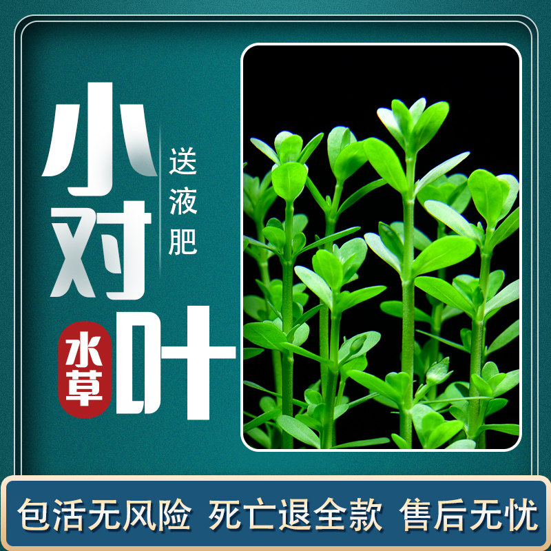 鱼缸造景中后景阴性小对叶瓜子对叶活体淡水新手有茎类水草活体真